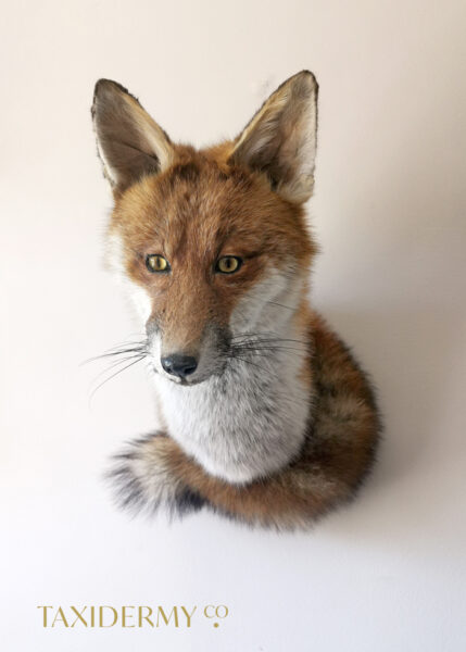 Ethical Taxidermy Fox Head (Vulpes vulpes)