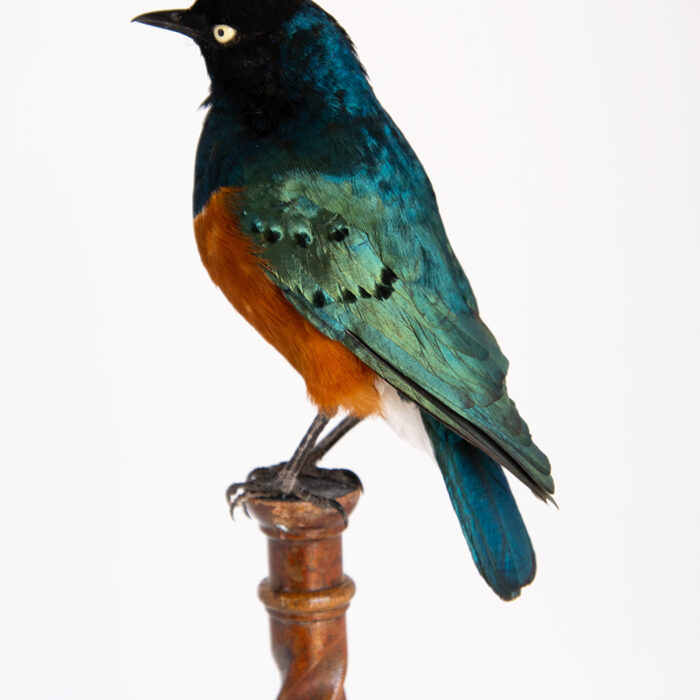 Superb Starling ((Lamprotornis superbus) Taxidermy Bird