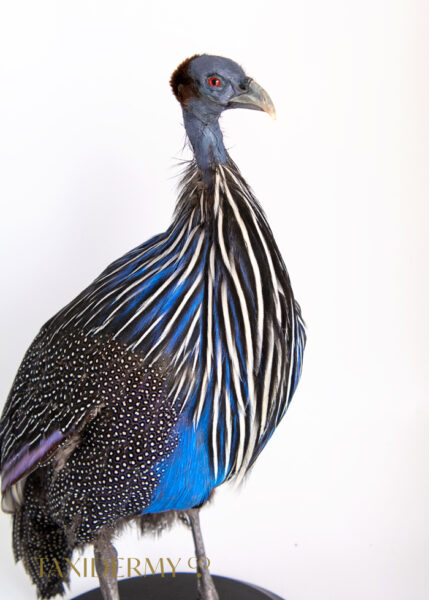 Taxidermy Vulturine Guinea Fowl (Acryllium vulturinum) For Sale