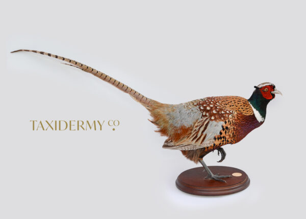 Taxidermy Ring Neck Pheasant For Sale