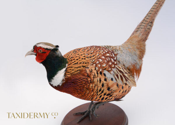 Taxidermy Ring Neck Pheasant For Sale