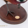 Ethical Taxidermy Ring Neck Pheasant Bird For Sale