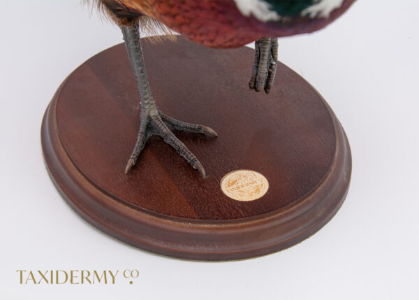 Ethical Taxidermy Ring Neck Pheasant Bird For Sale