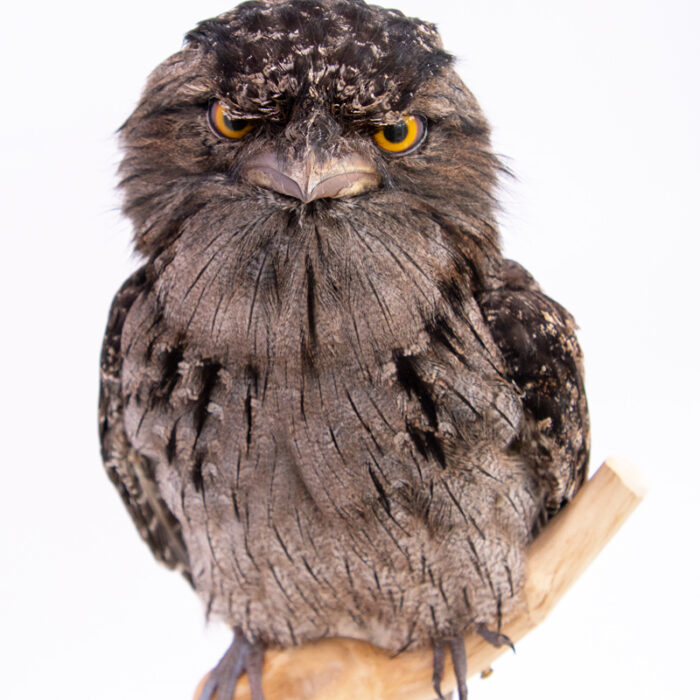 Taxidermy Tawny Frogmouth