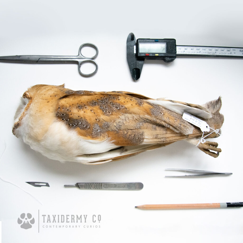 Taxidermists Work Bench