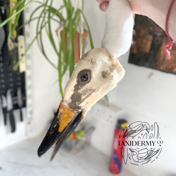Casting Whooper Swan Head For Taxidermy