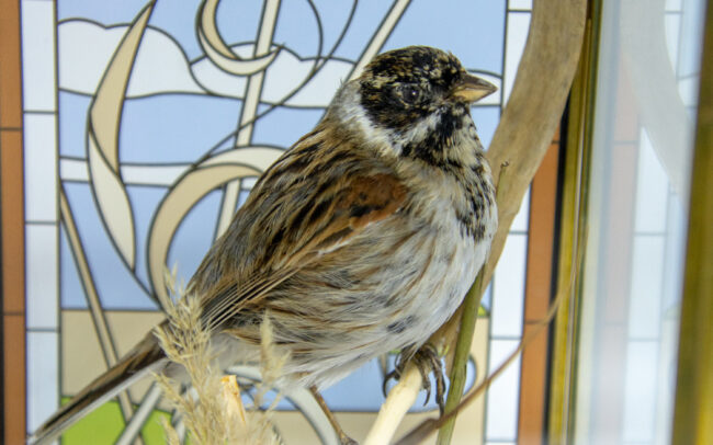Small Bird Taxidermy Art of A Reed Bunting with embellished glass case