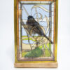 Taxidermy Stained Glass Case Bird