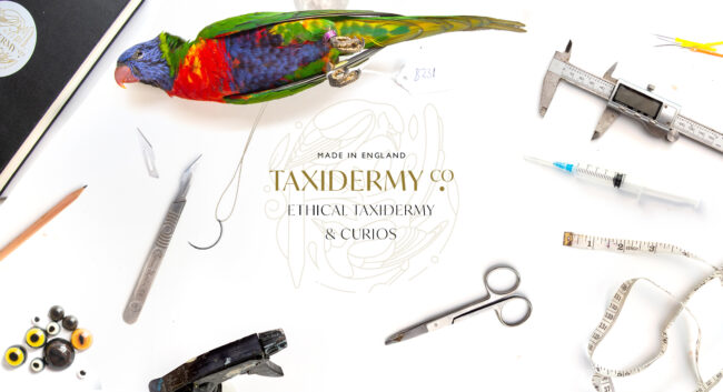 Taxidermy Rainbow Lorikeet surrounded by taxidermy tools