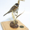 Taxidermy Art of a Reed Bunting