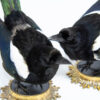 A pair of taxidermy magpies on antique brass bases for sale