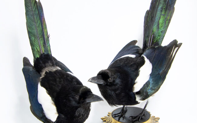 Pair-of-taxidermy-magpies