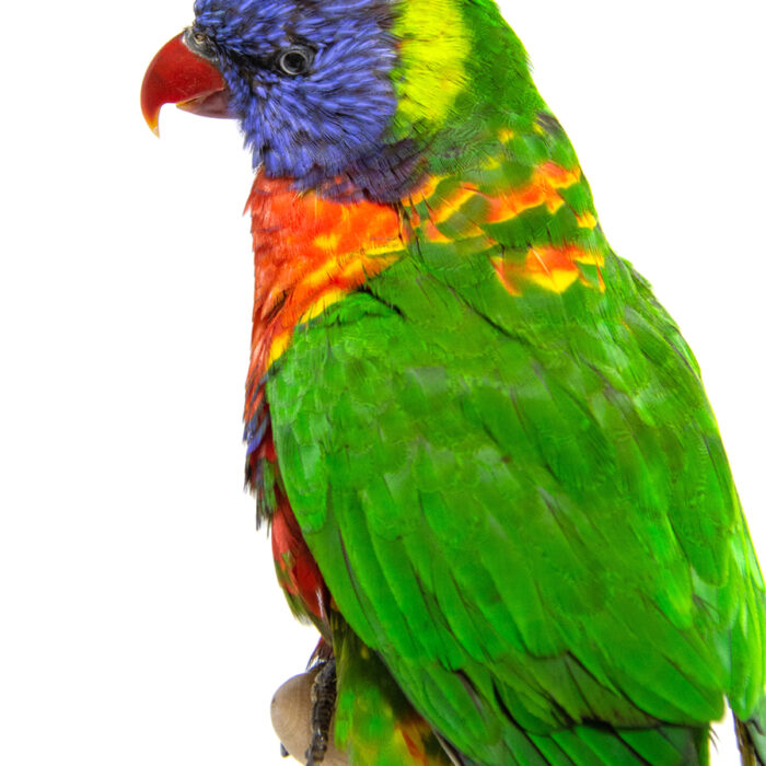 Taxidermy Rainbow Lorikeet Bird For Sale