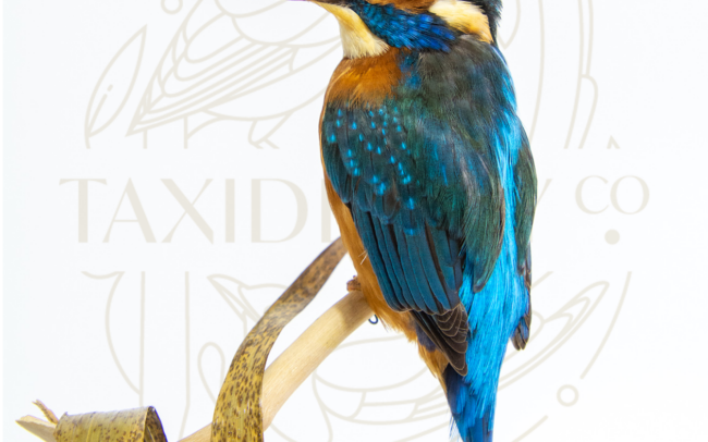 Taxidermy Kingfisher (Alcedo atthis) Bird
