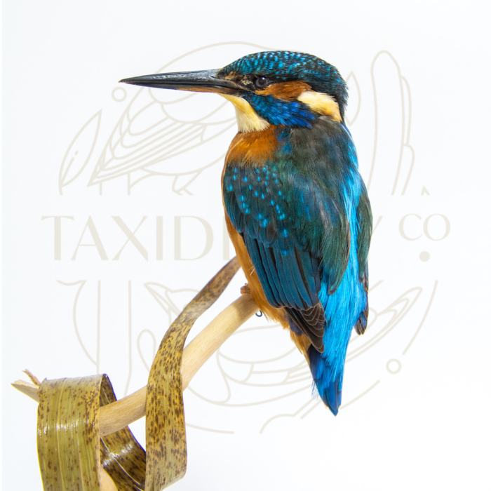 Taxidermy Kingfisher (Alcedo atthis) Bird