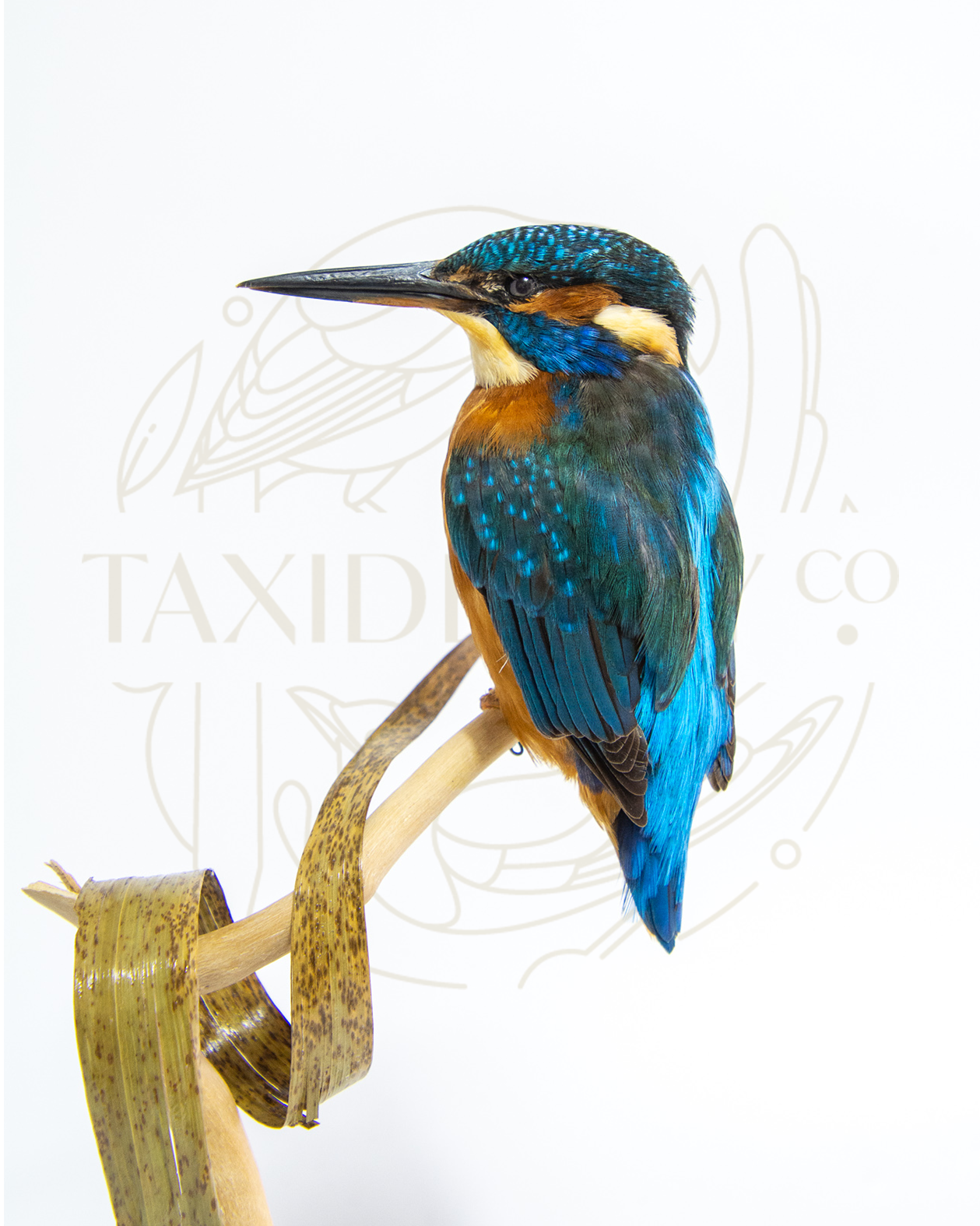 Taxidermy Kingfisher (Alcedo atthis) Bird