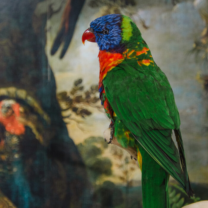 taxidermy rainbow lorikeet