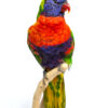 Front view of taxidermy rainbow lorikeet bird for sale