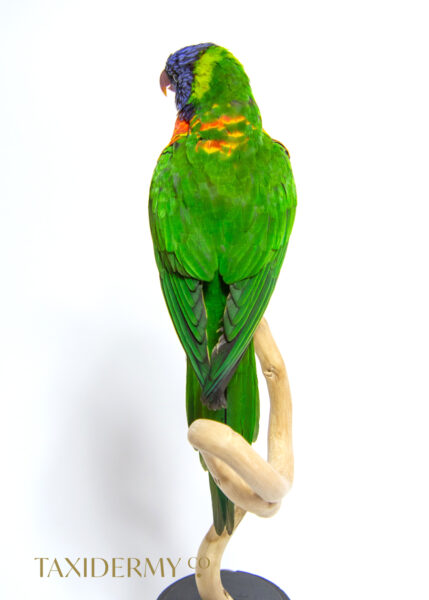 Back view of taxidermy rainbow lorikeet