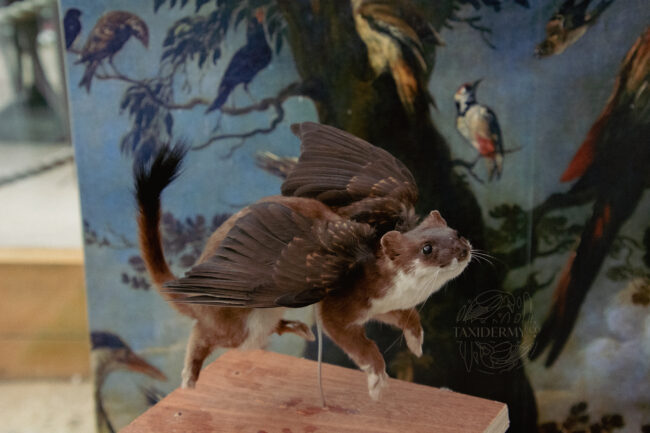 Fantasy Taxidermy Stoat With Wings