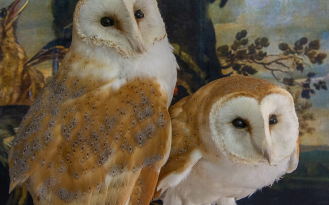 Pair of taxidermy barn owls UK