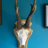 Taxidermy Deer Antlers For Sale Wall Mounted
