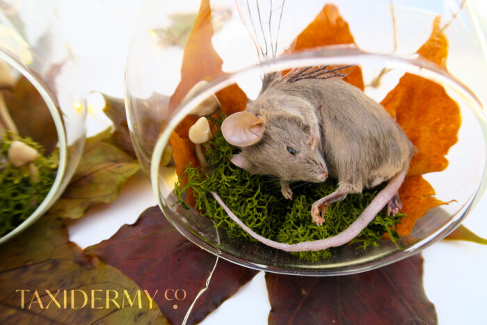 Taxidermy 'fairy' mouse with wings in autumnal terrarium with handmade mushroom
