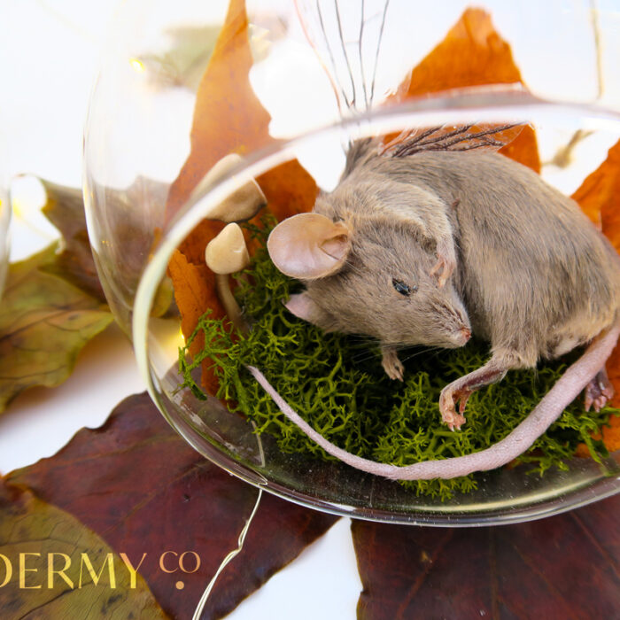 Taxidermy 'fairy' mouse with wings in autumnal terrarium with handmade mushroom