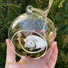 Taxidermy Mouse In Glass Dome For Sale