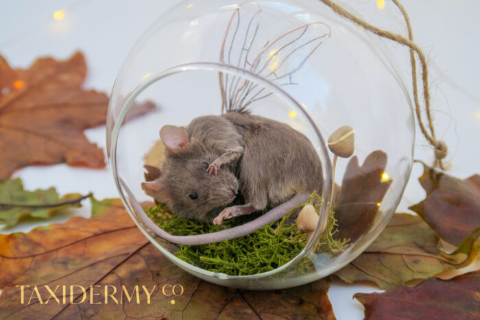Taxidermy Fantasy Fairy Mouse With Wings