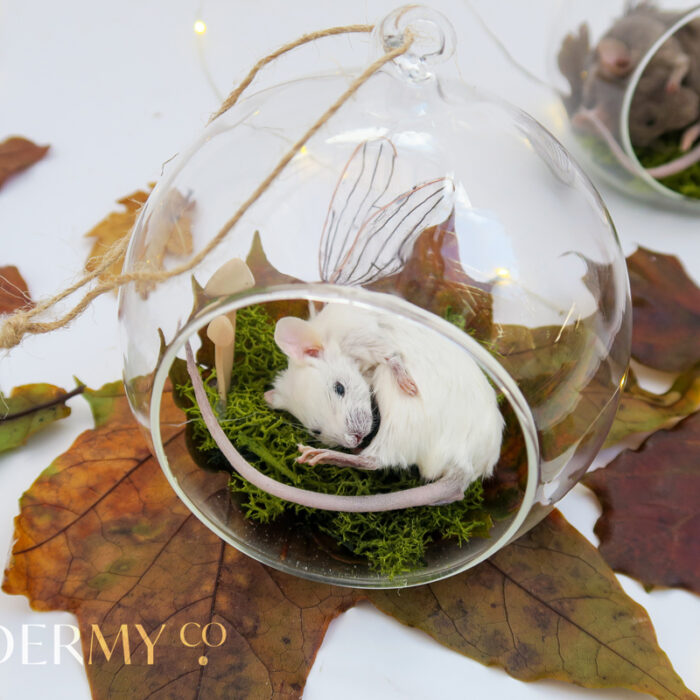 Taxidermy Fairy Mouse With Wings In Glass Dome