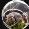 Taxidermy Mouse For Sale UK