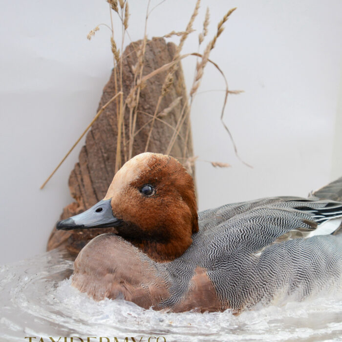 Taxidermy Wigeon