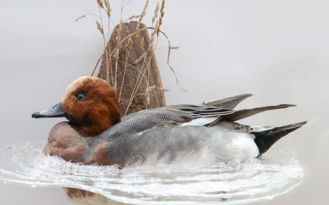 Taxidermy-Wigeon Duck UK