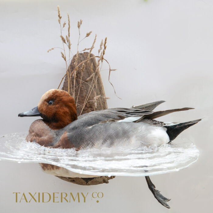 Taxidermy-Wigeon Duck UK