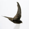 Taxidermy Flying Swift For Sale, suitable for ceiling hanging