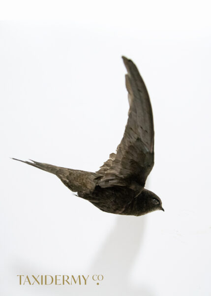 Taxidermy Flying Swift For Sale, suitable for ceiling hanging