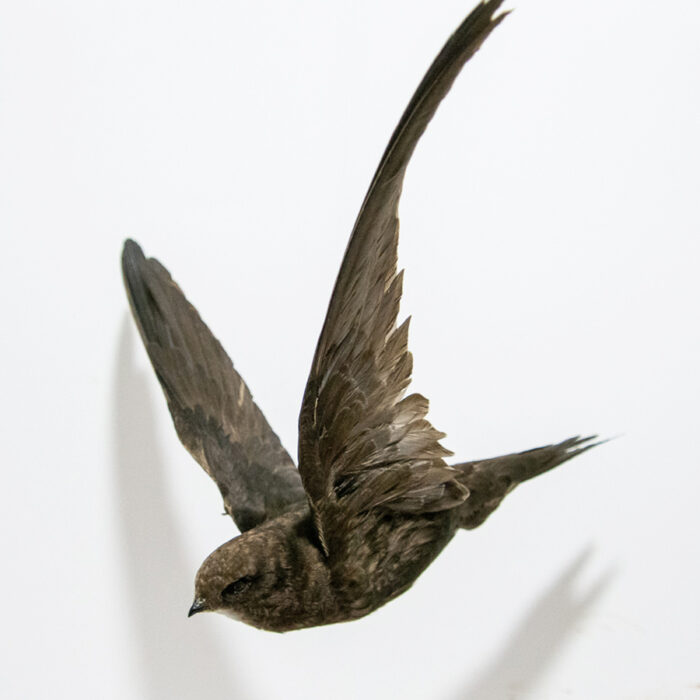 Taxidermy Flying Swift (apus apus) For Sale, suitable for ceiling hanging