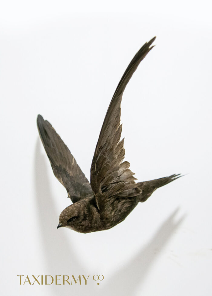 Taxidermy Flying Swift (apus apus) For Sale, suitable for ceiling hanging