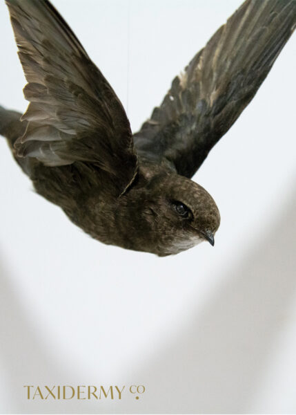 Taxidermy Flying Swift For Sale, suitable for ceiling hanging