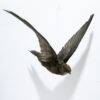 Ethical Taxidermy Swift (apus apus) for sale