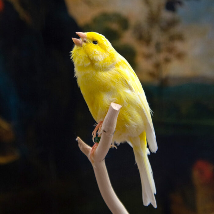 Canary Taxidermy Bird