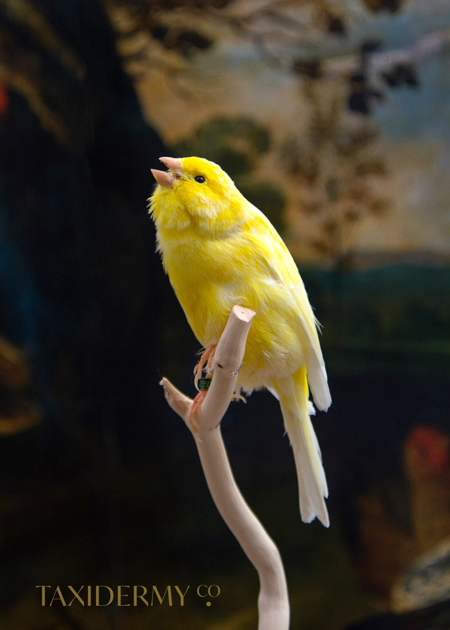 Canary Taxidermy Bird