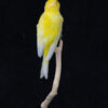 Taxidermy Canary Back View