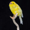 Professional-Taxidermy-Canary-Bird