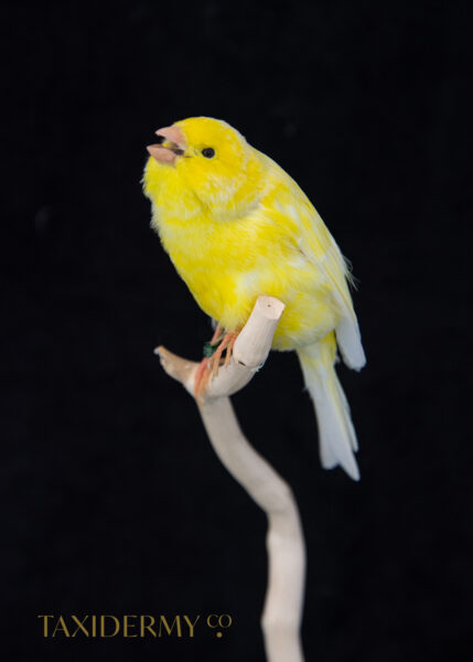 Professional-Taxidermy-Canary-Bird