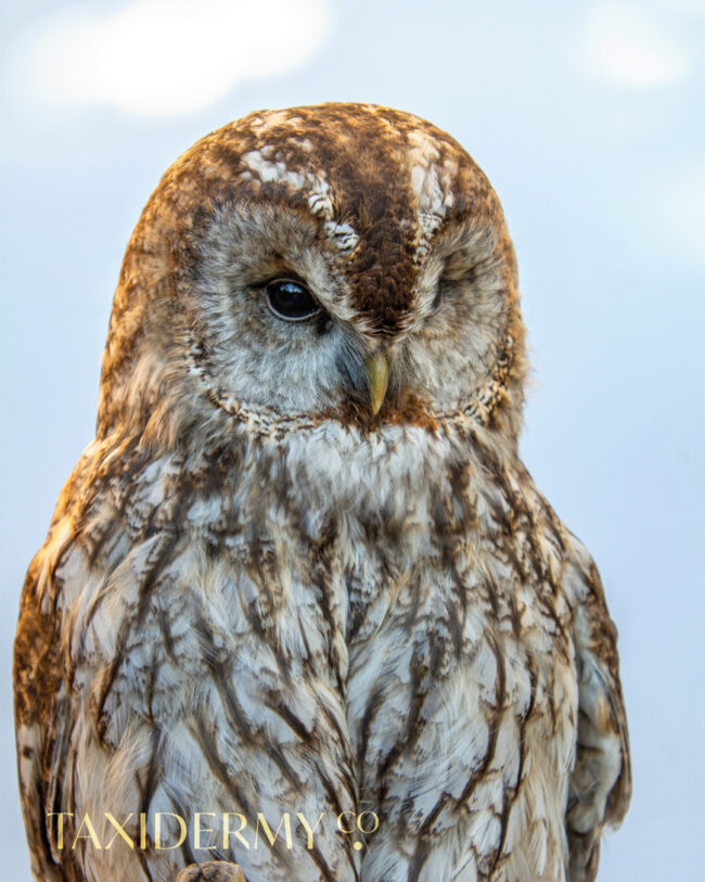 Taxidermy Tawny Owl Eyes