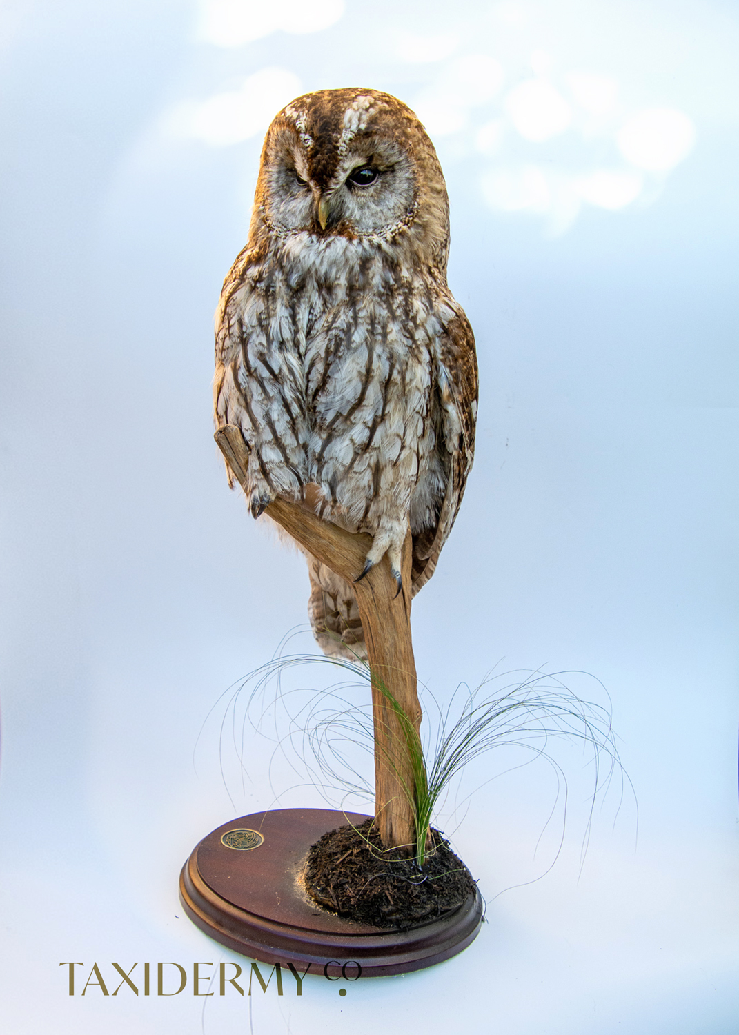 Taxidermy Stuffed Tawny Owl With Habitat Base