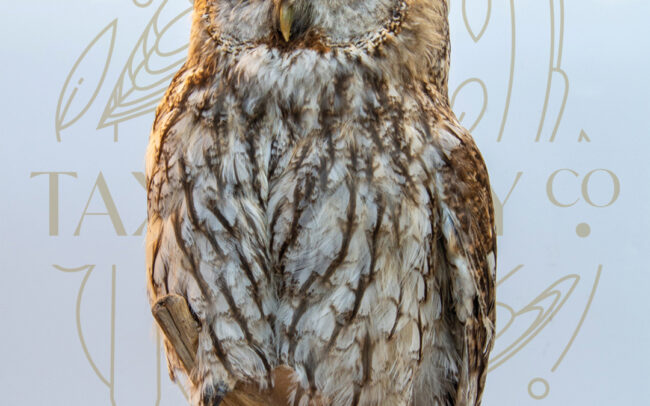 Taxidermy Tawny Owl (Strix Aluco) For Sale