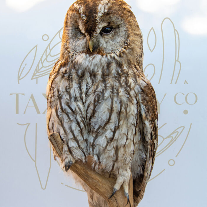 Taxidermy Tawny Owl (Strix Aluco) For Sale